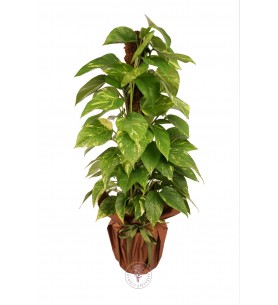 Patos Salon Sarmaşığı (Pothos)